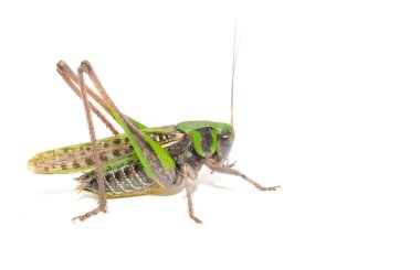 Grasshopper Close-up clipart