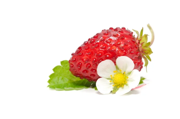 Wild Strawberry with Flower and Leaf — Stock Photo, Image