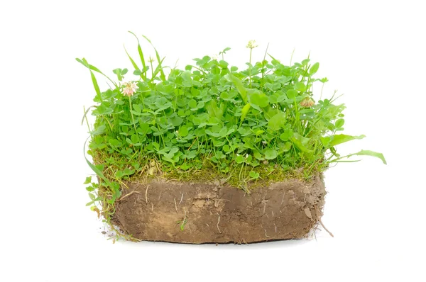 Gröna växter i jord — Stockfoto