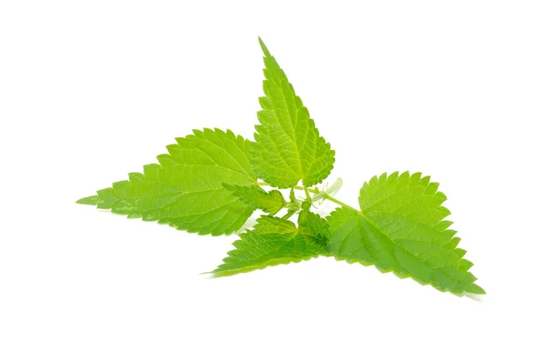 Stinging Nettle (Urtica Dioica) — Stock Photo, Image