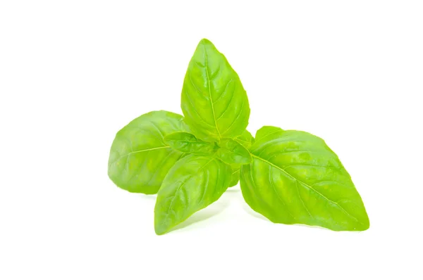 Green Basil — Stock Photo, Image