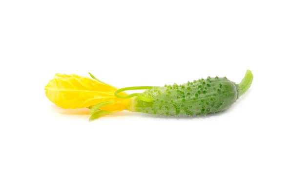 Tiny Cucumber with Flower — Stock Photo, Image