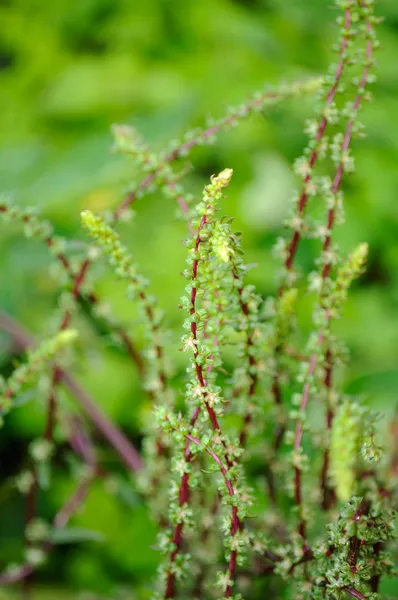 Beetroot Seeds on Stalks — Stock Photo, Image
