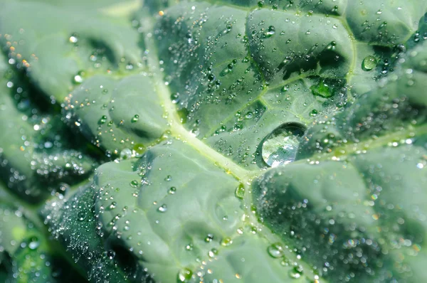 Dew Drops on Savoy Cabbage — Stock Photo, Image