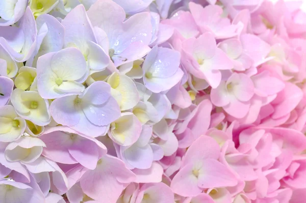Schöne lila und rosa Hortensienblüten — Stockfoto