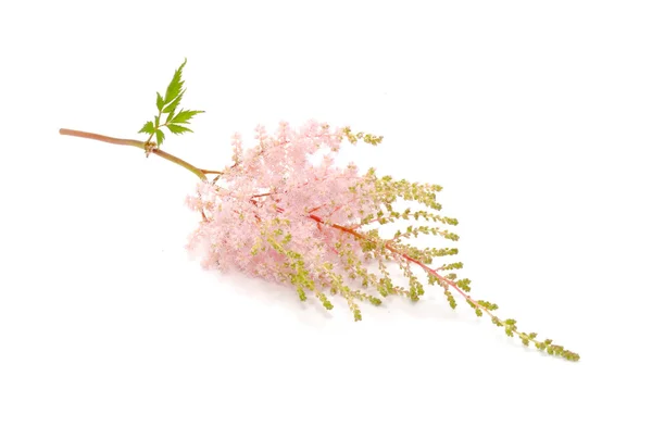 ピンクのアスティルベ花 — ストック写真