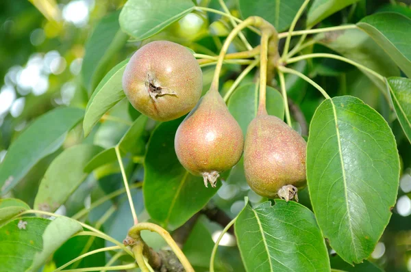 Lilla päron på träd — Stockfoto