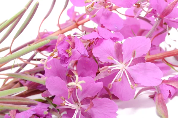 Wilgenroosje (Rosebay Sphingidae) bloemen — Stockfoto