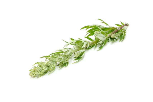 Common Wormwood (Artemisia Vulgaris) — Stock Photo, Image