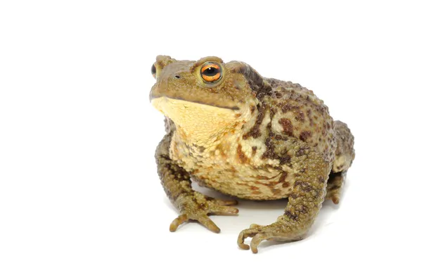 Grote toad — Stockfoto