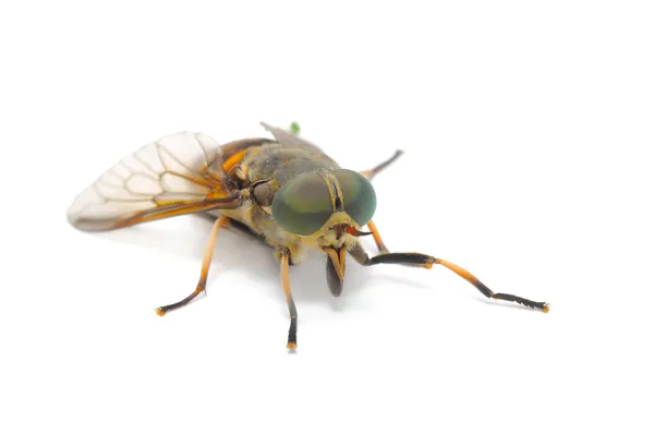 Horse Fly (Botfly) Close-up — Stock Photo, Image
