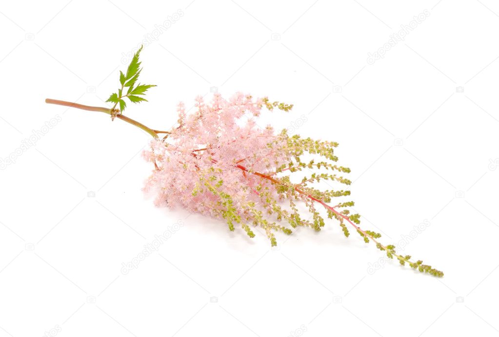 Pink Astilbe Flowers