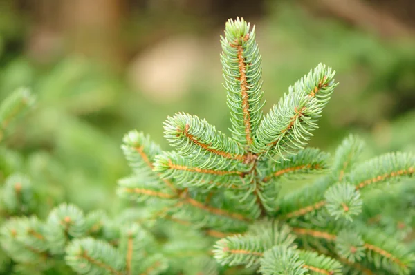 Green Fir Tree Branches — Stock Photo, Image