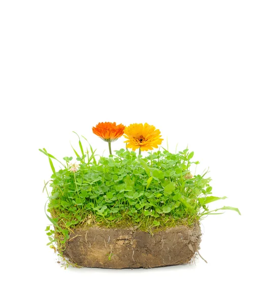Green Plants and Calendula Flowers in the Ground — Stock Photo, Image