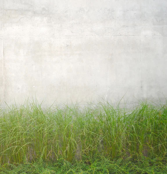 회색 콘크리트 벽에 가까이 성장 하는 식물 — 스톡 사진