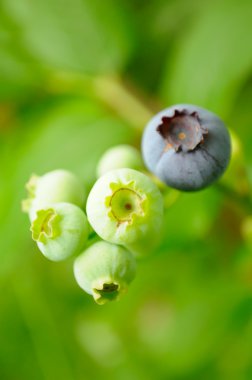 Green and Ripe Blueberries clipart