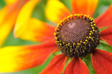 Coneflower (Rudbeckia) yakın çekim