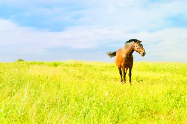 Horse in the Field clipart