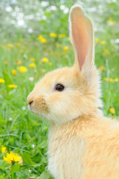Симпатичный кролик — стоковое фото