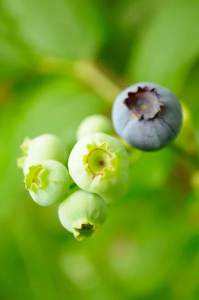 绿色和成熟蓝莓 — 图库照片