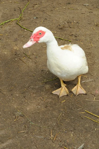 Domestic Muscovy Duck — Stock Photo, Image