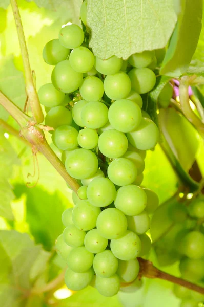 Gröna druvor på vinstockar — Stockfoto