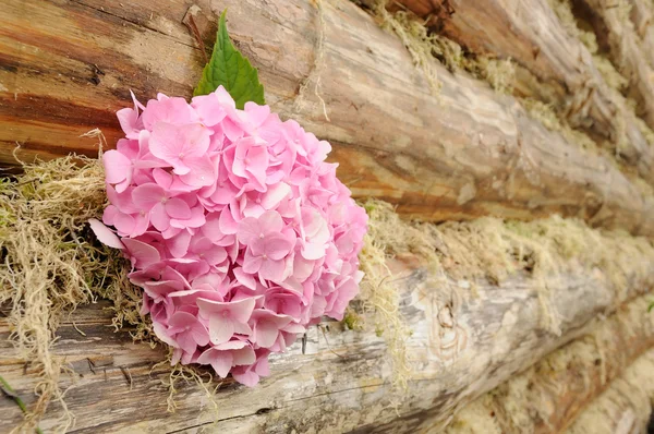 Roze hortensia bloemen op houten muur — Stockfoto