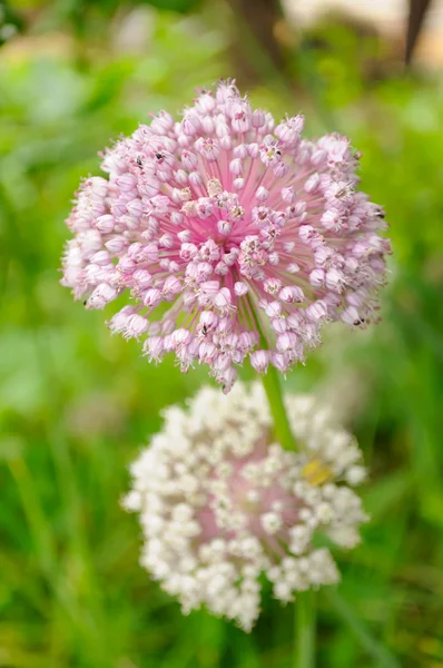 Česnek květiny na zahrádku — Stock fotografie