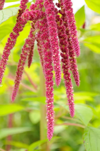Amaranth (Liebes-Lügen-Blutungen) auf dem Blumenbeet — Stockfoto