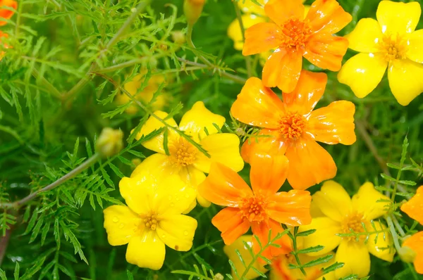 Marigold (Tagetes) Flores sobre Cama de flores — Fotografia de Stock