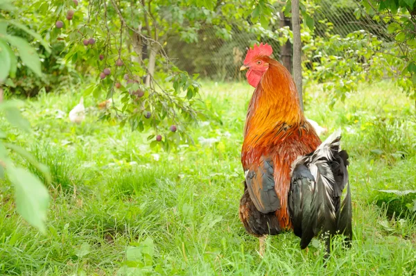 Rooster (Cock) in Garden — Stock Photo, Image