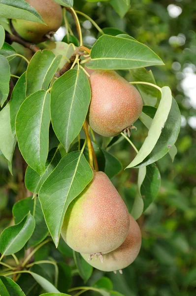 Päron på trädgren — Stockfoto