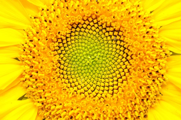 Zonnebloem close-upAyçiçeği yakın çekim — Stockfoto