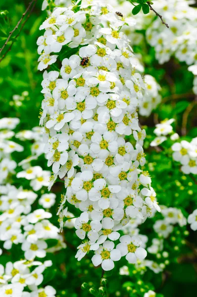 Weiße Spiraea (Mädesüße) Blüten — Stockfoto