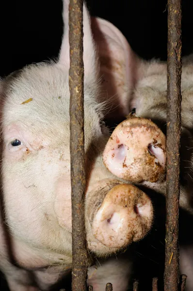 Zwei Schweine hinter Gittern — Stockfoto