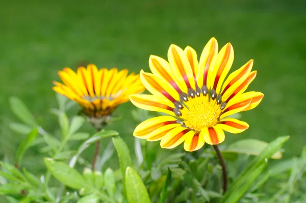 美しいガザニア花 — ストック写真