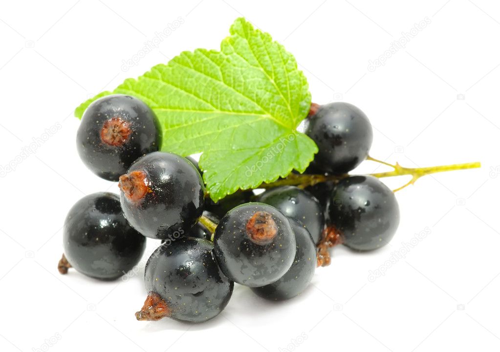 Blackcurrants with Green Leaf