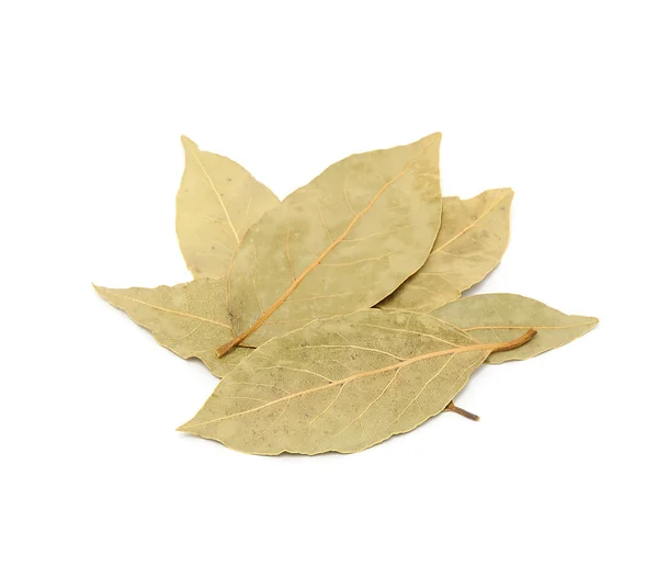 Сухие лавровые листья — стоковое фото