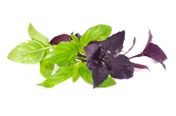Green And Red Basil — Stock Photo, Image