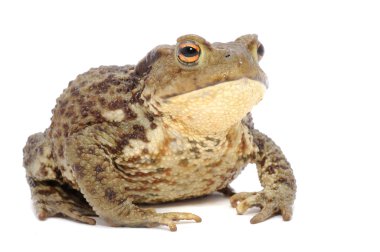 Brown Frog clipart