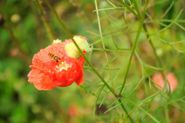 蜂授粉罂粟花卉 — 图库照片
