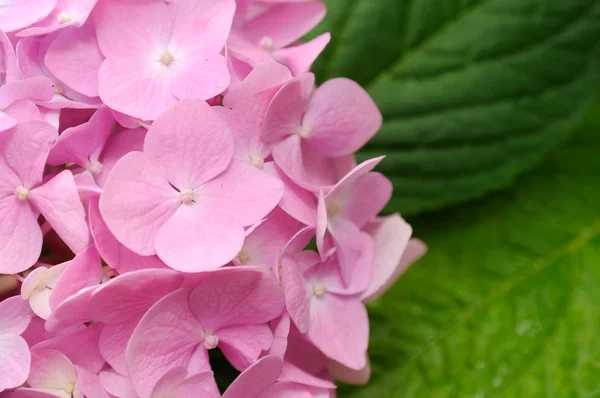 Bellissimi fiori di ortensia rosa — Foto Stock