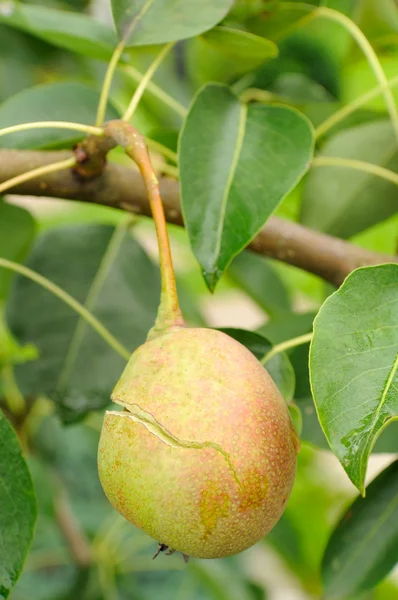 Knäckt päron på trädgren — Stockfoto