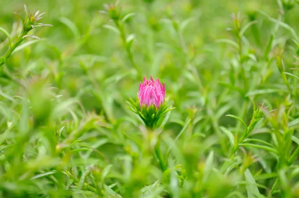 Pink bud bunga — Stok Foto