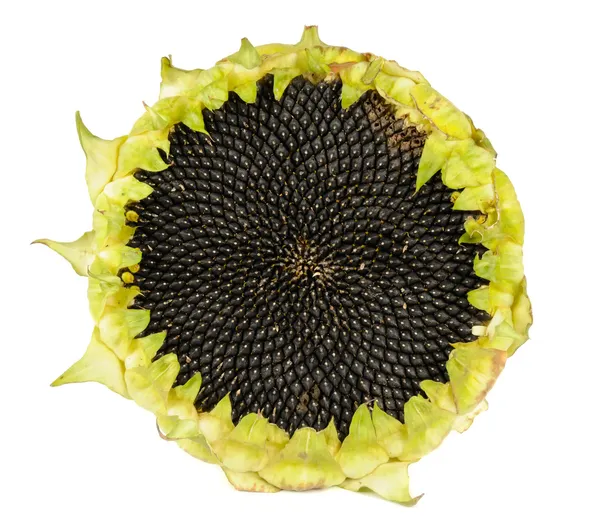 Sunflower with Seeds — Stock Photo, Image