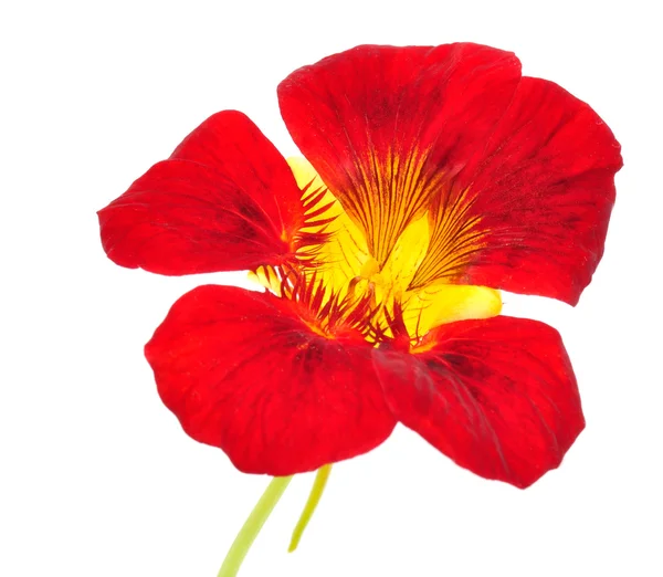 Rode nasturtium bloem — Stockfoto