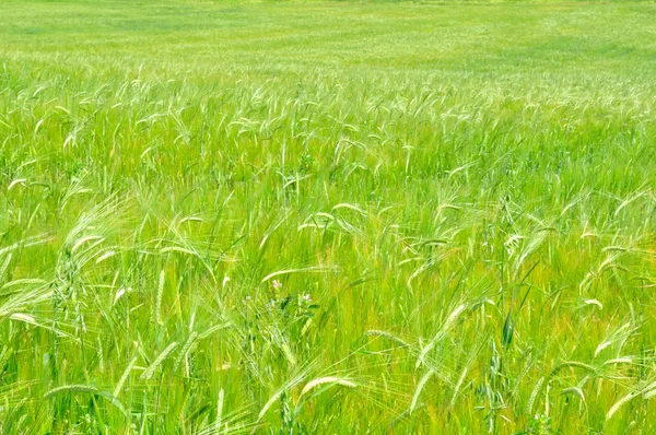 大麦の緑のフィールド — ストック写真