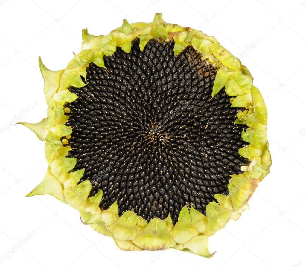 Sunflower with Seeds
