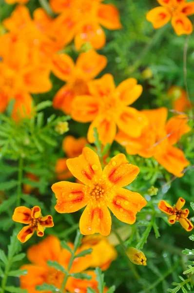 Ringblomma (Tagetes) blommor — Stockfoto