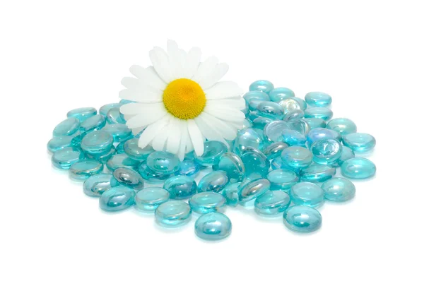 Sedmikráska květ na modré skleněné kameny — Stock fotografie